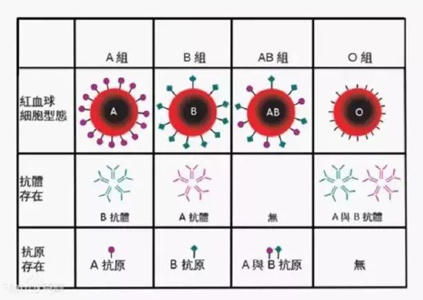 如果是o型血太幸运了,如果是O型血太幸运了，精细解析评估与UHD版展望,实地验证方案策略_4DM16.10.81