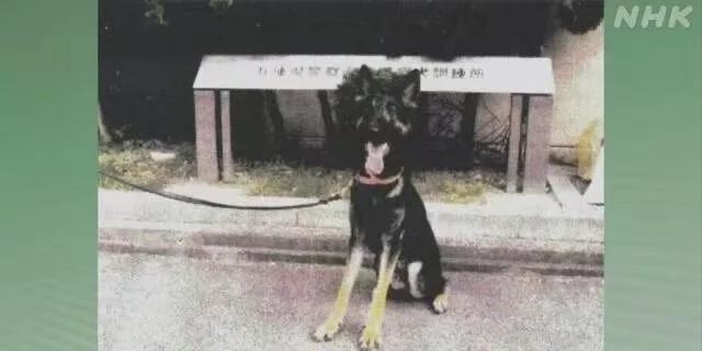 云南一警犬连续4周被基地“通报”