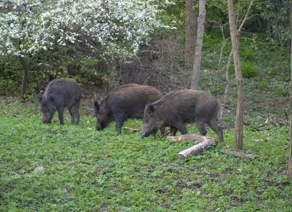 景区3头野猪被游客经常投喂变温顺