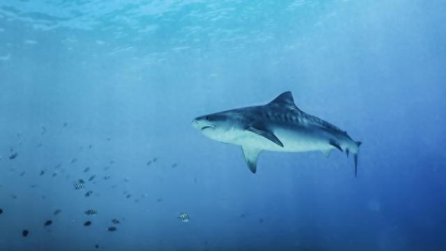 埃及红海鲨鱼袭人致1死1伤