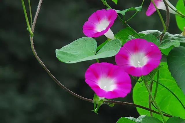 中马牵牛花开