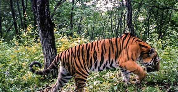 目击者路边拍到野生东北虎捕食野猪