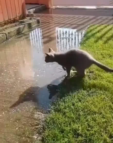 当地回应近百只猫在水塘中被溺死