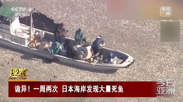 日本北海道一沙滩现大量死鱼