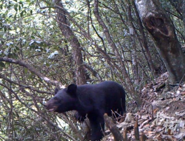 浙江一地50多只野猴下山偷菜