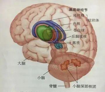 泪点低可能是大脑神经太发达