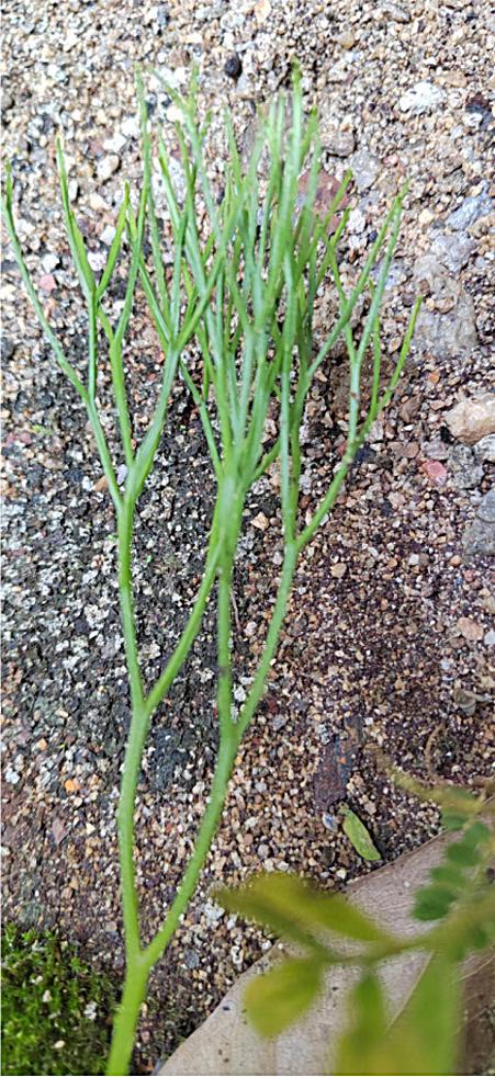 广东罗定发现植物界“活化石”松叶蕨